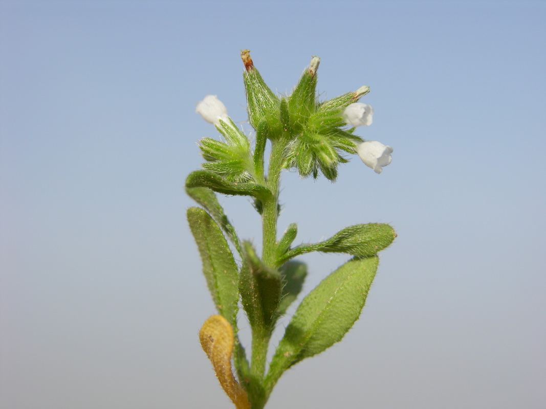 Buglossoides arvensis1