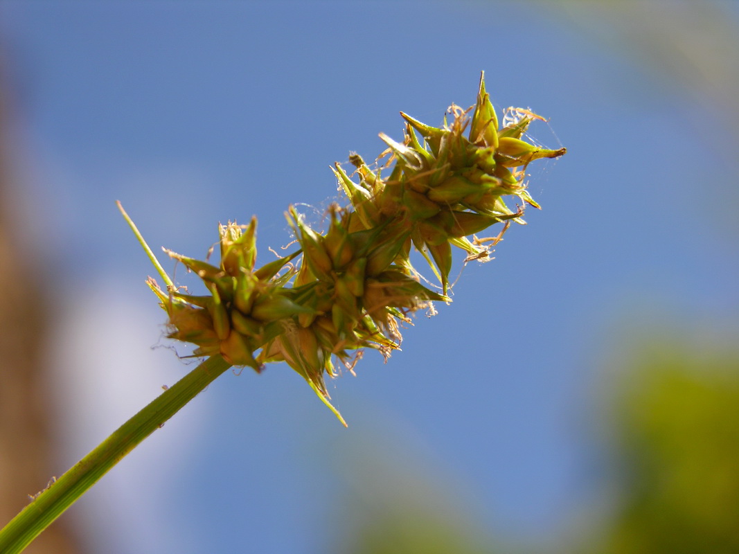 DSCN09092 Carex otrubae