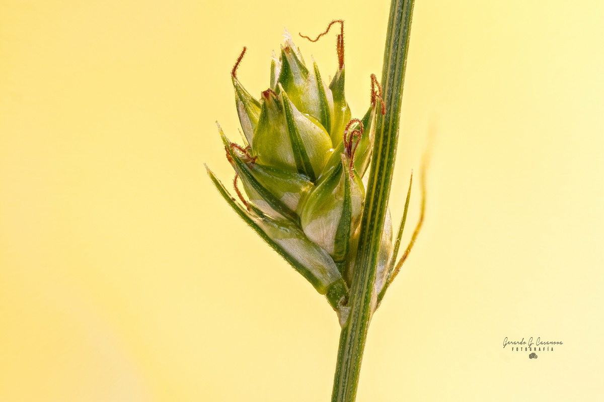 2020 05 08 16.54.55 ZS PMax Carex pairae cuchillera ovoide Editar