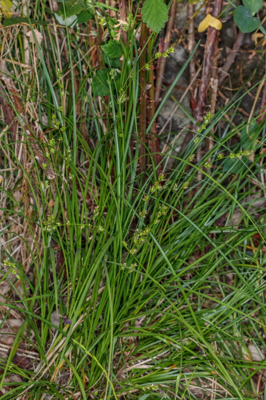  MG 9312 Carex pairae cuchillera ovoide