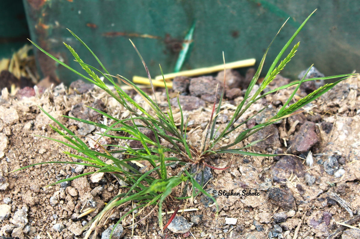 Catapodium rigidum subsp. rigidum 1