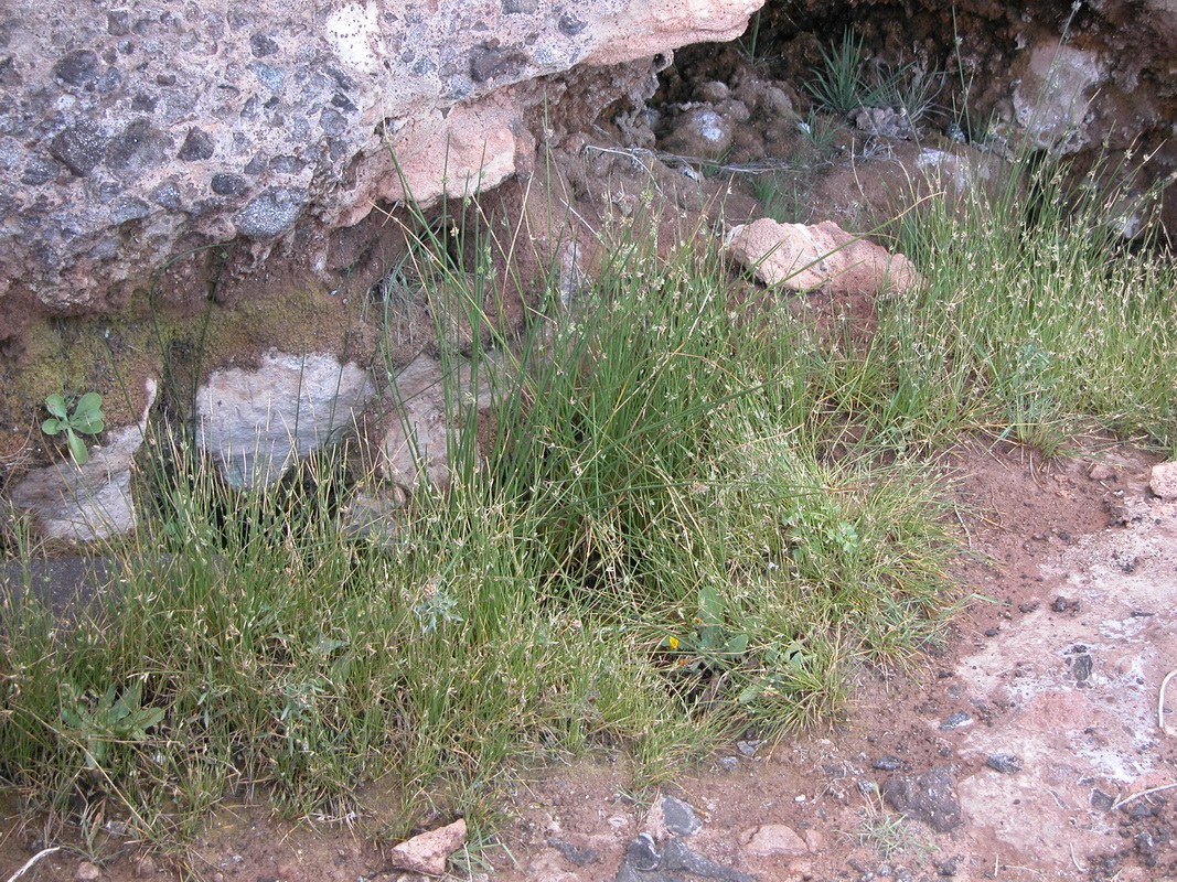Cyperus laevigatus0