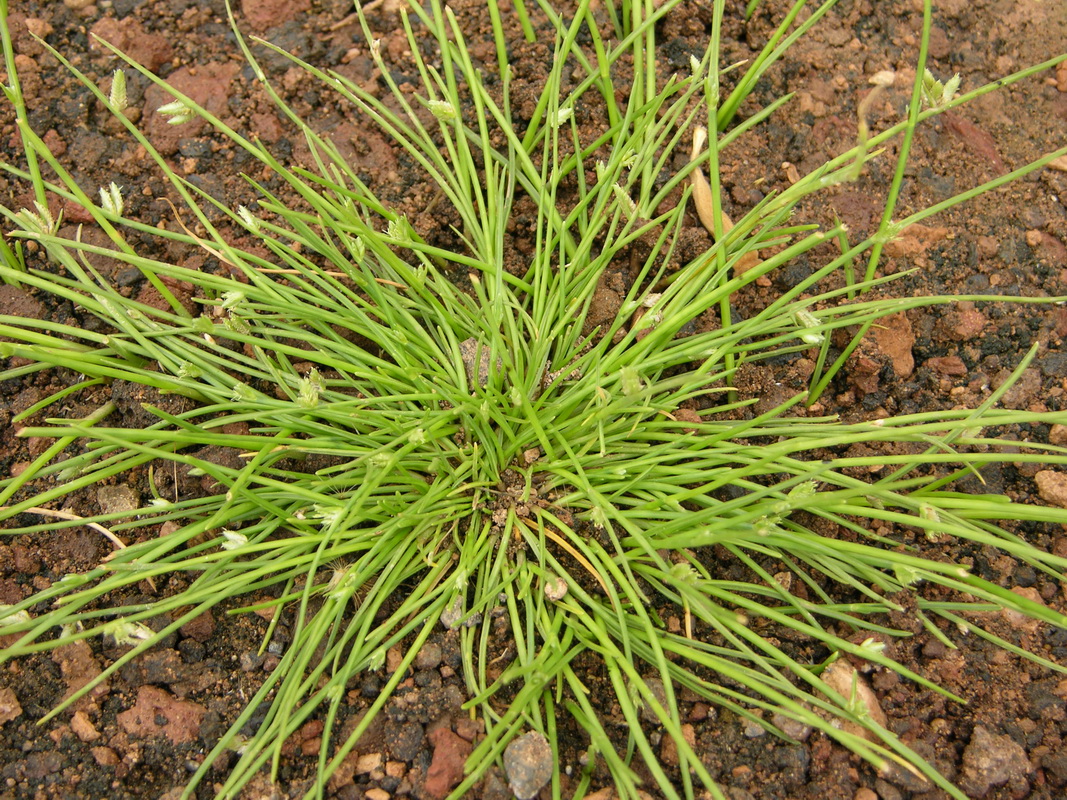 Cyperus laevigatus1