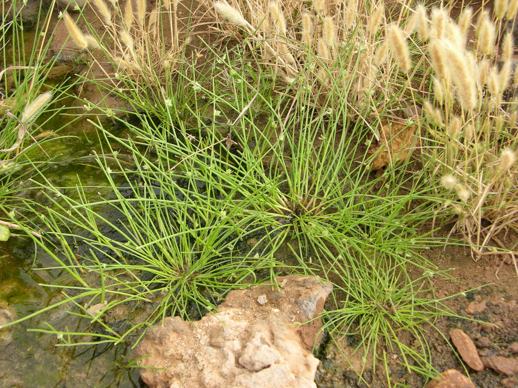 Cyperus laevigatus3