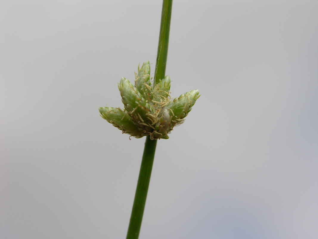 Cyperus laevigatus5