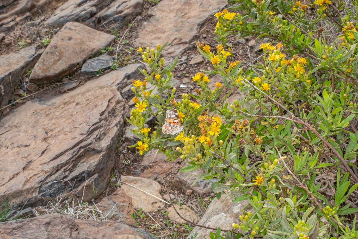  MG 0936 Dittrichia viscosa altabaca con mariposa Vanessa cardui