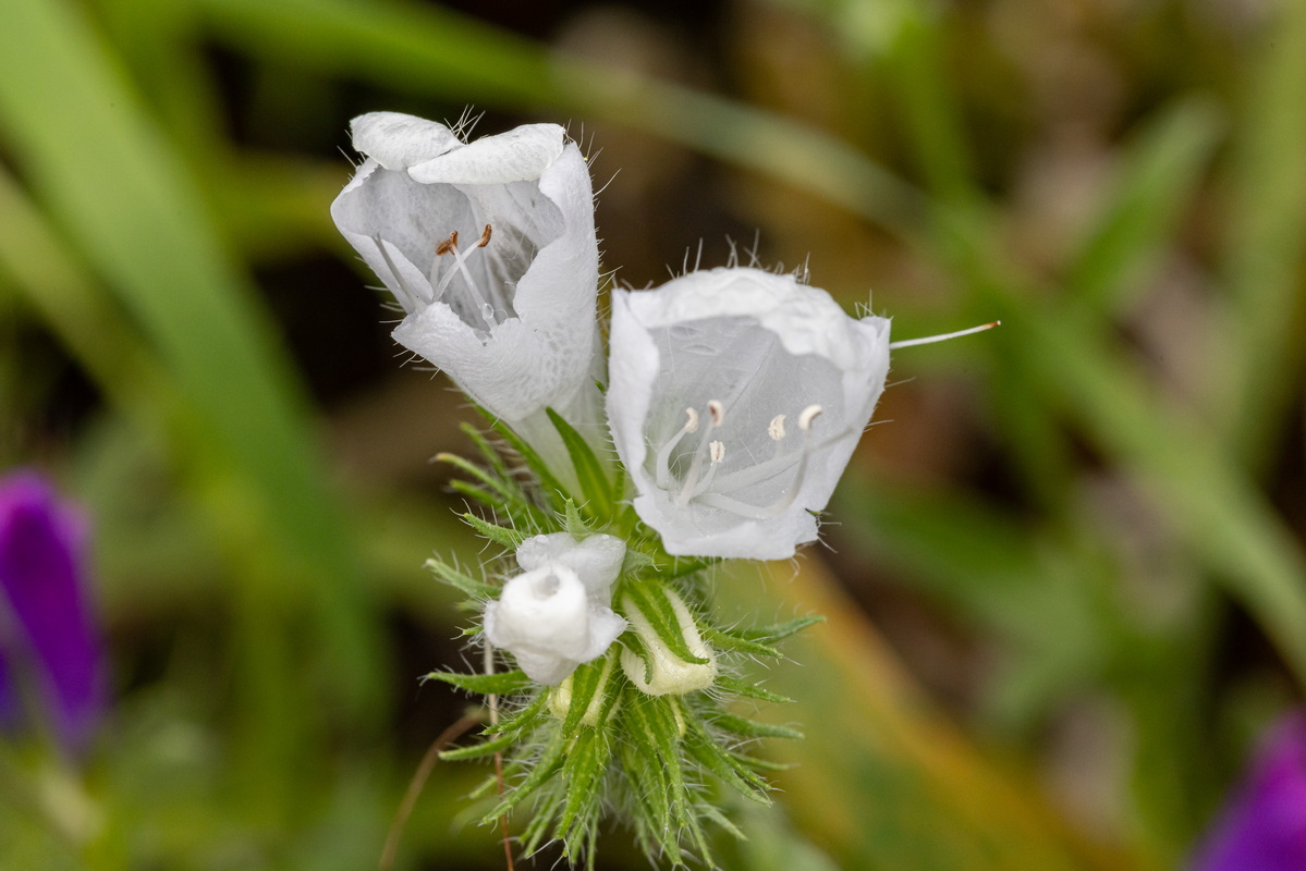 IMG 0181 Echium plantagineum albiflora flor blanca palomina 