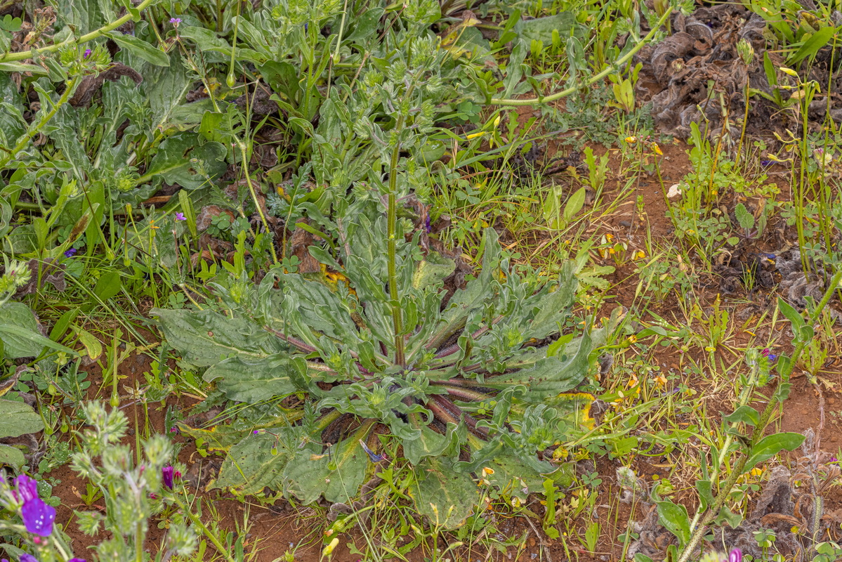 IMG 0291 Echium plantagineum juvenil palomina 