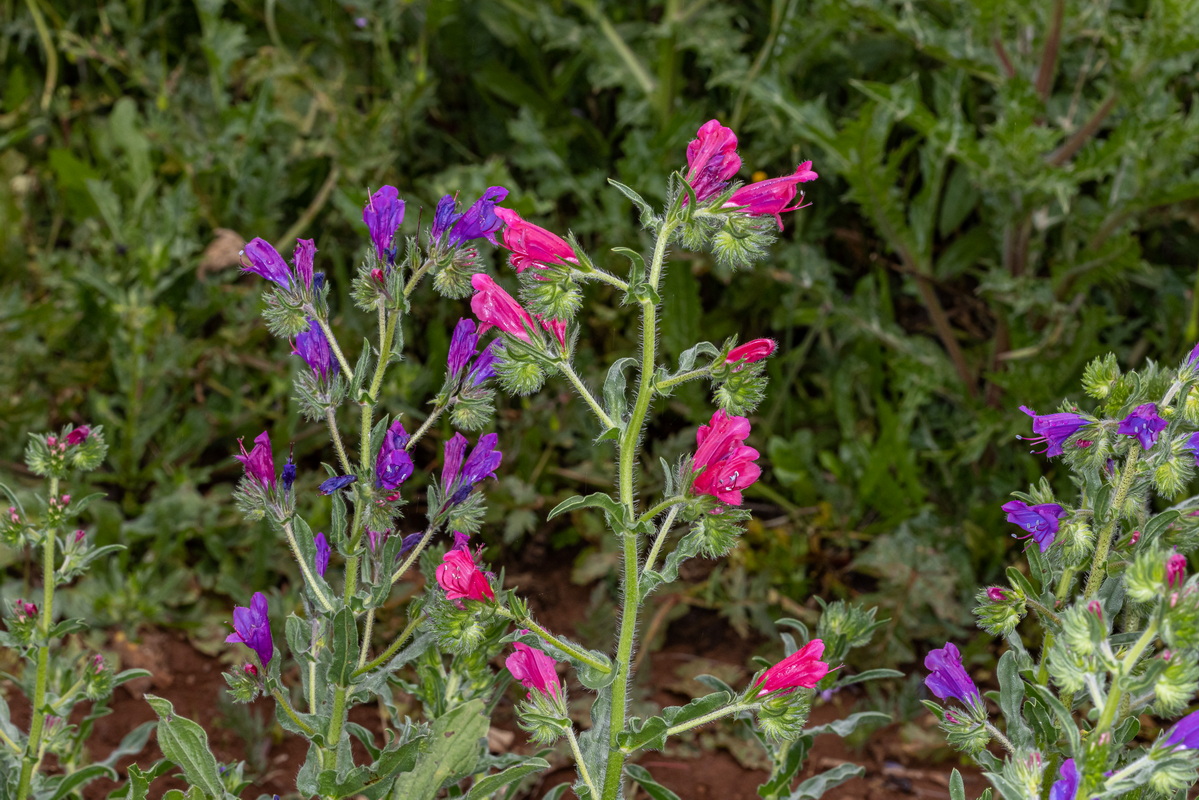 IMG 0304 Echium plantagineum flor roja palomina 