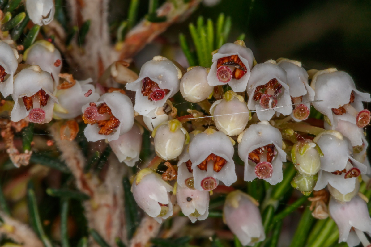 MG 5547 flor de Erica canariensis brezo