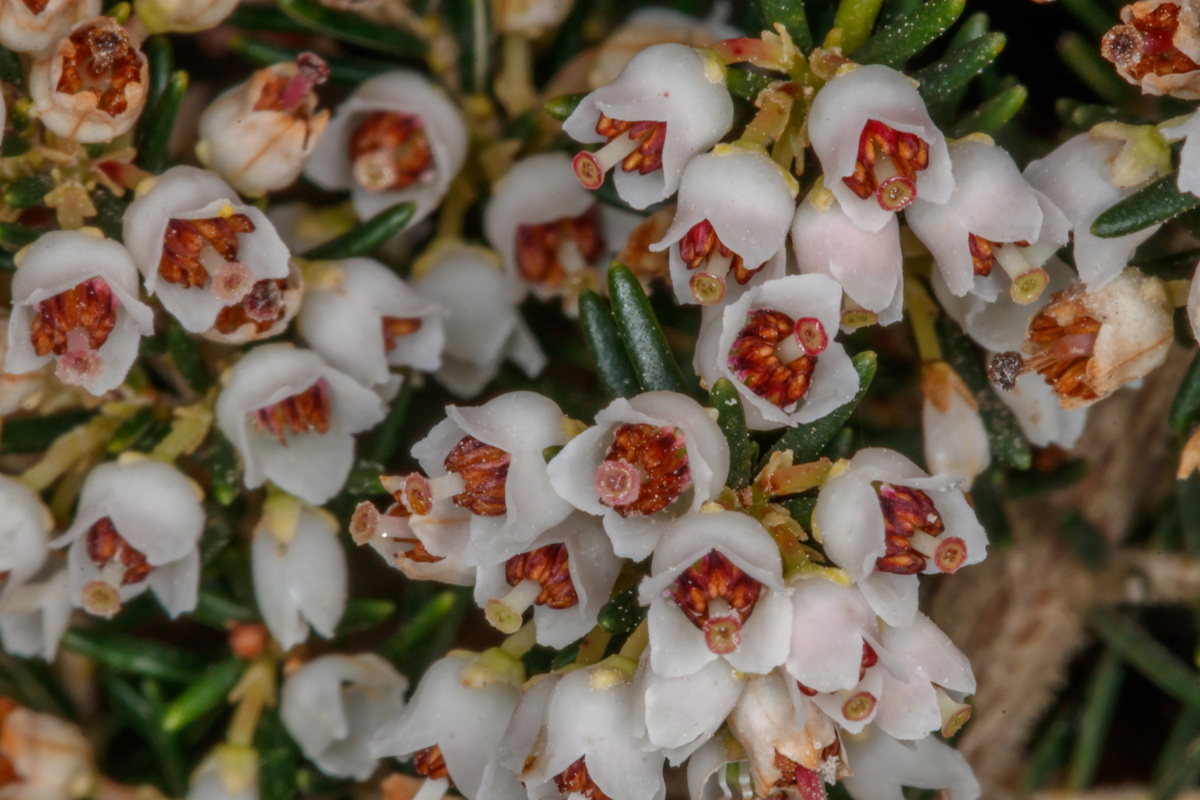  MG 5548 flor de Erica canariensis brezo