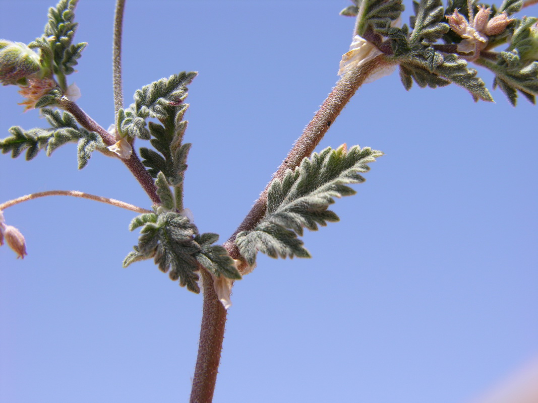 Erodium neuradifolium3