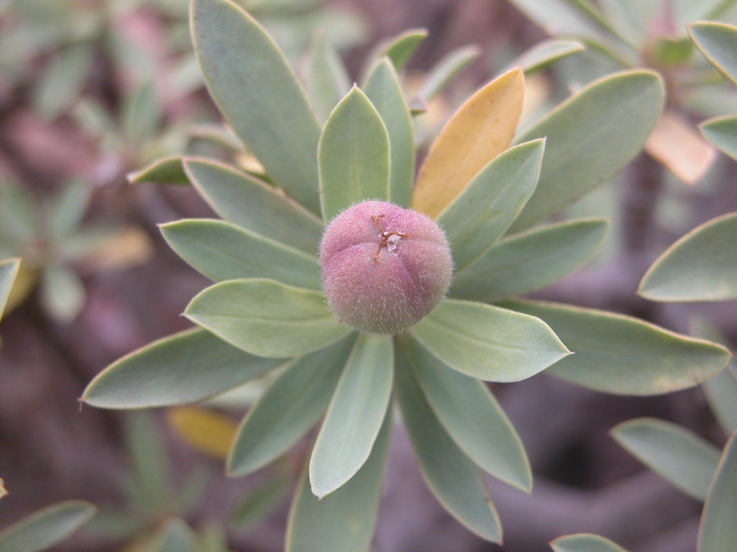 Euphorbia balsamifera5