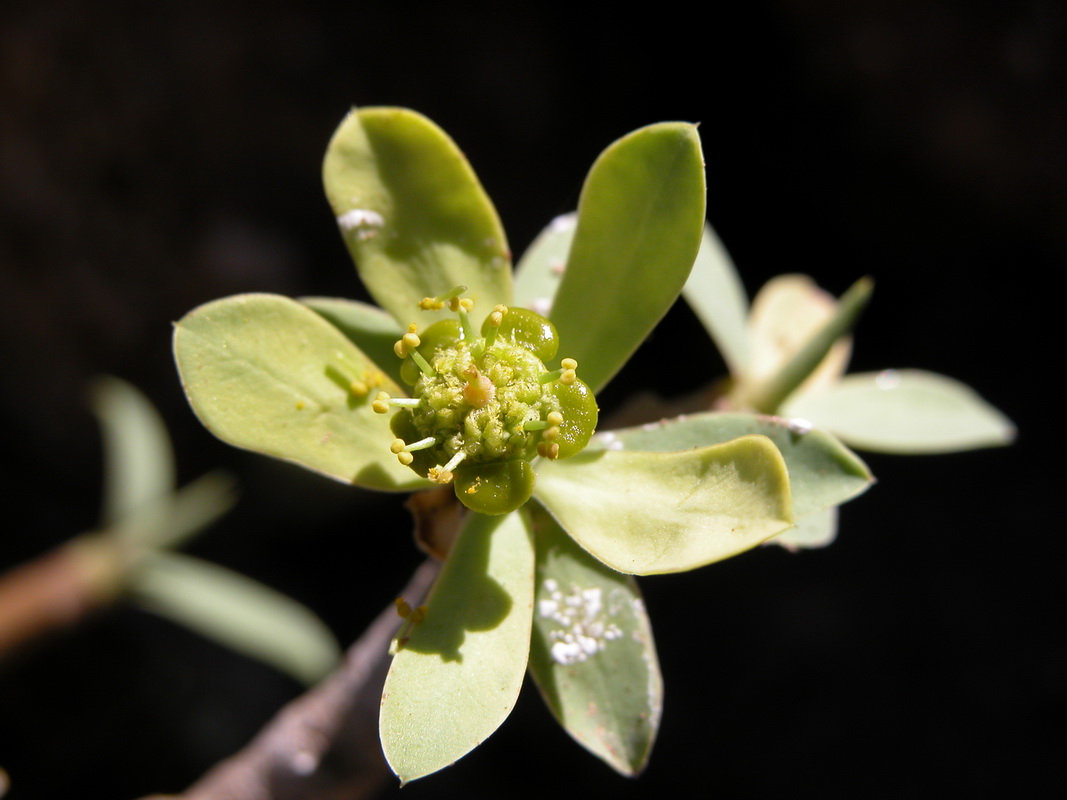Euphorbia balsamifera6