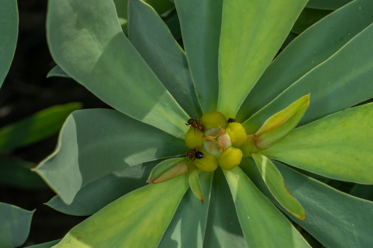  MG 0492 Euphorbia balsamifera flores masculinas