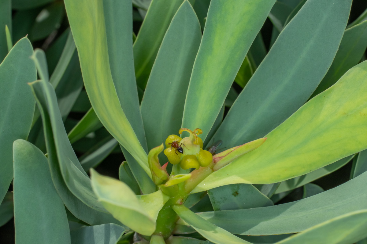  MG 0495 Euphorbia balsamifera flores masculinas
