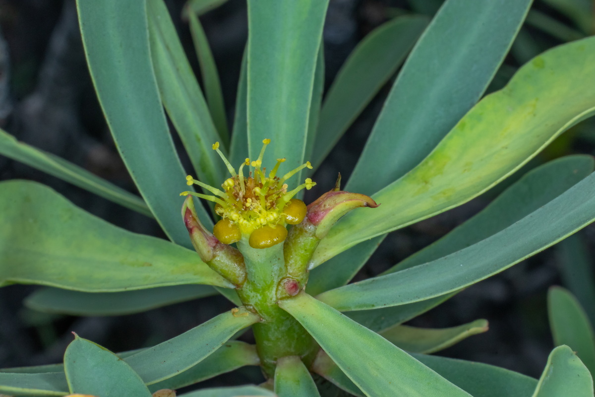  MG 0530 Euphorbia balsamifera flores masculinas
