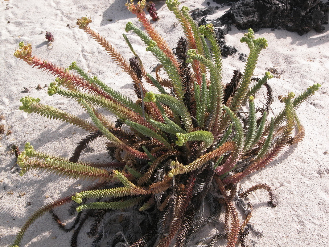 Euphorbia paralias2