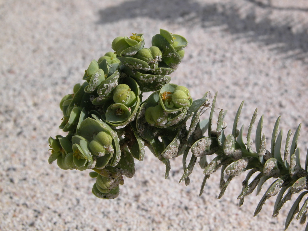 Euphorbia paralias5