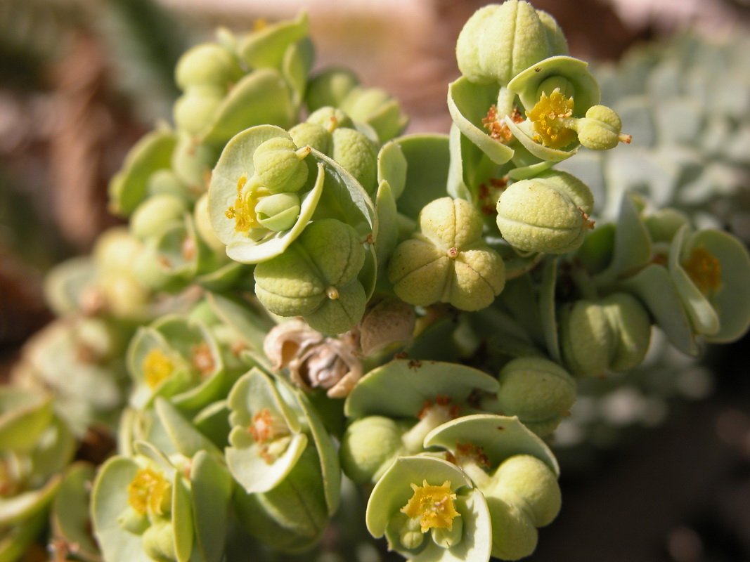 Euphorbia paralias6