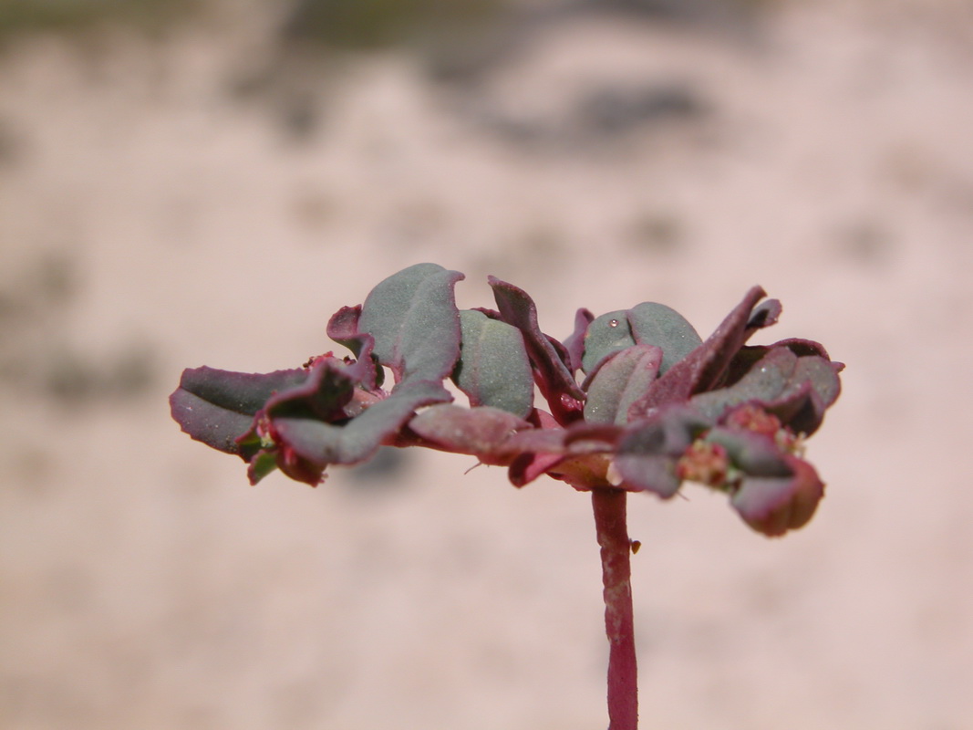 DSCN1103 Euphorbia peplis