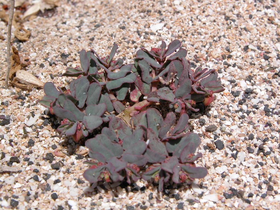 DSCN1104 Euphorbia peplis
