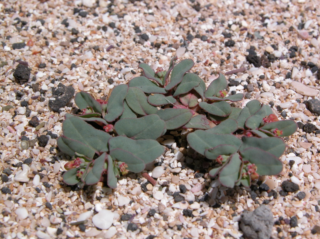 DSCN1105 Euphorbia peplis