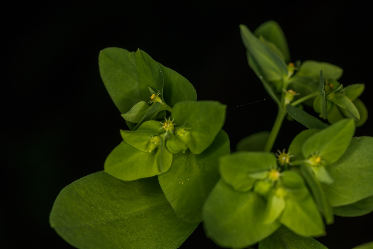  MG 3061 Euphorbia peplus lechetrezna tornagallo