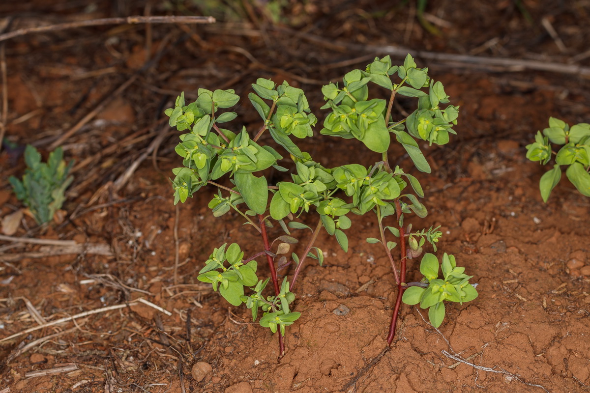  MG 3081 Euphorbia peplus lechetrezna tornagallo