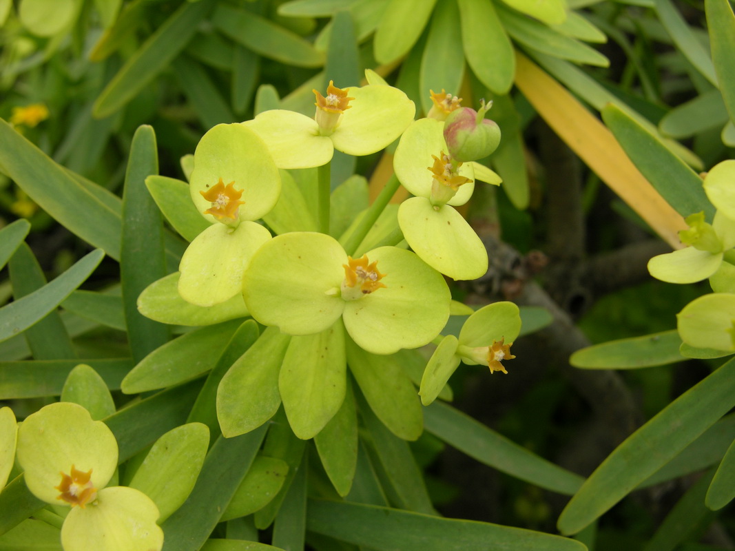 DSCN4138 Euphorbia regis jubae