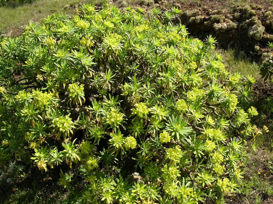 DSCN5226 Euphorbia regis jubae
