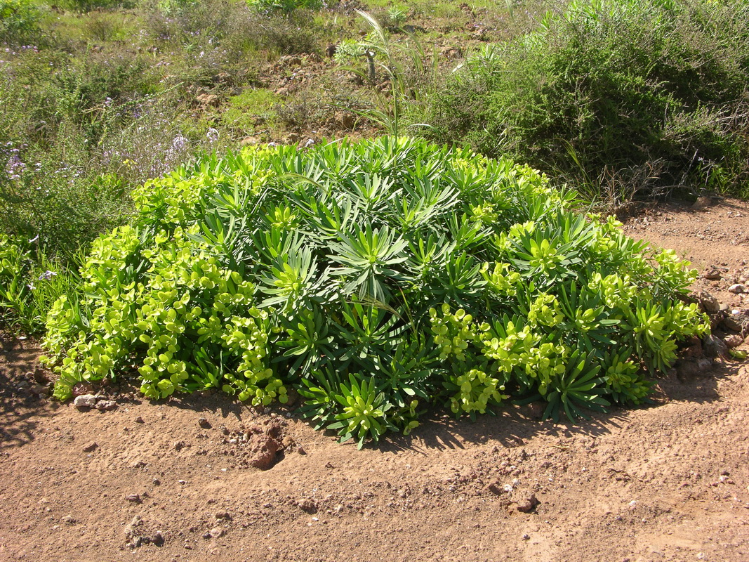 DSCN5816 Euphorbia regis jubae p1