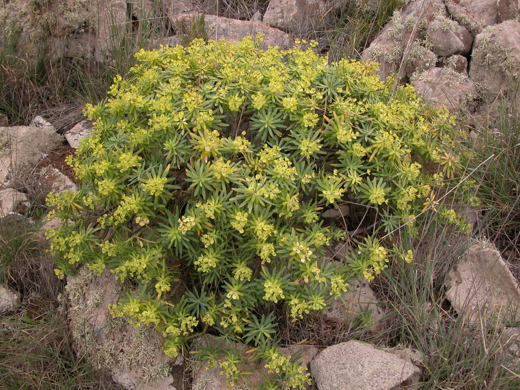 Euphorbia regis jubae2