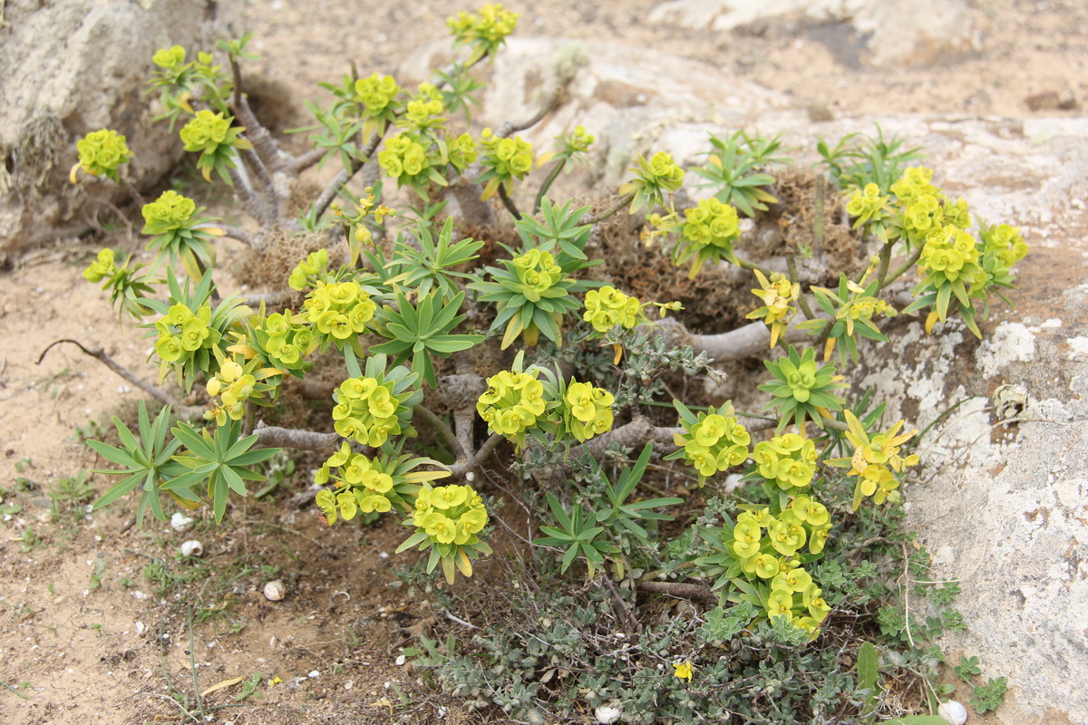 IMG 3116 Euphorbia regis jubae Higuerilla salvaje