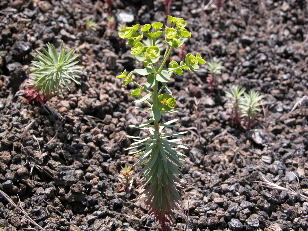 Euphorbia segetalis1