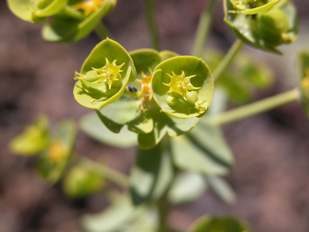 Euphorbia segetalis4