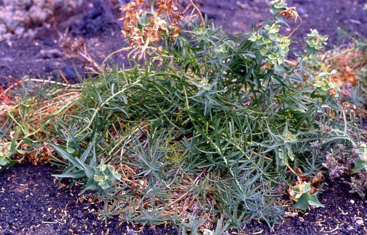 Euphorbia serrata1