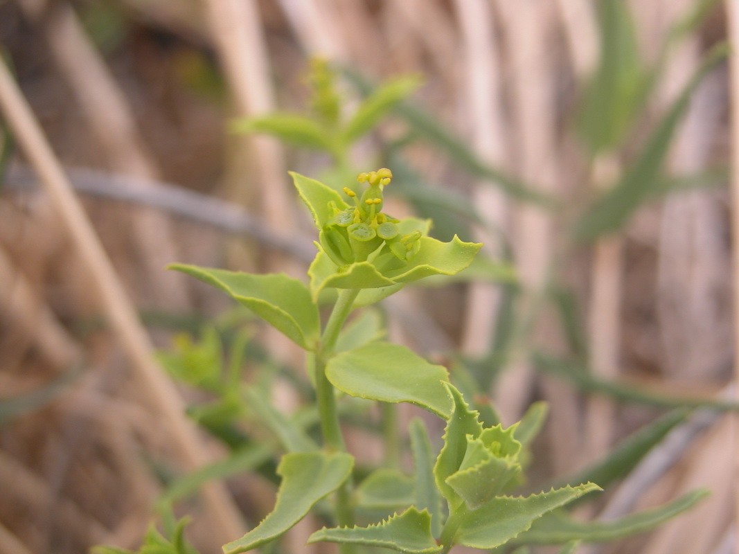 Euphorbia serrata4