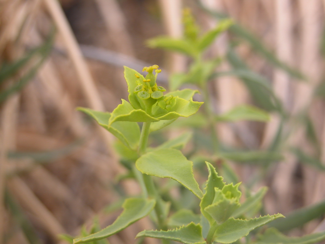 Euphorbia serrata5