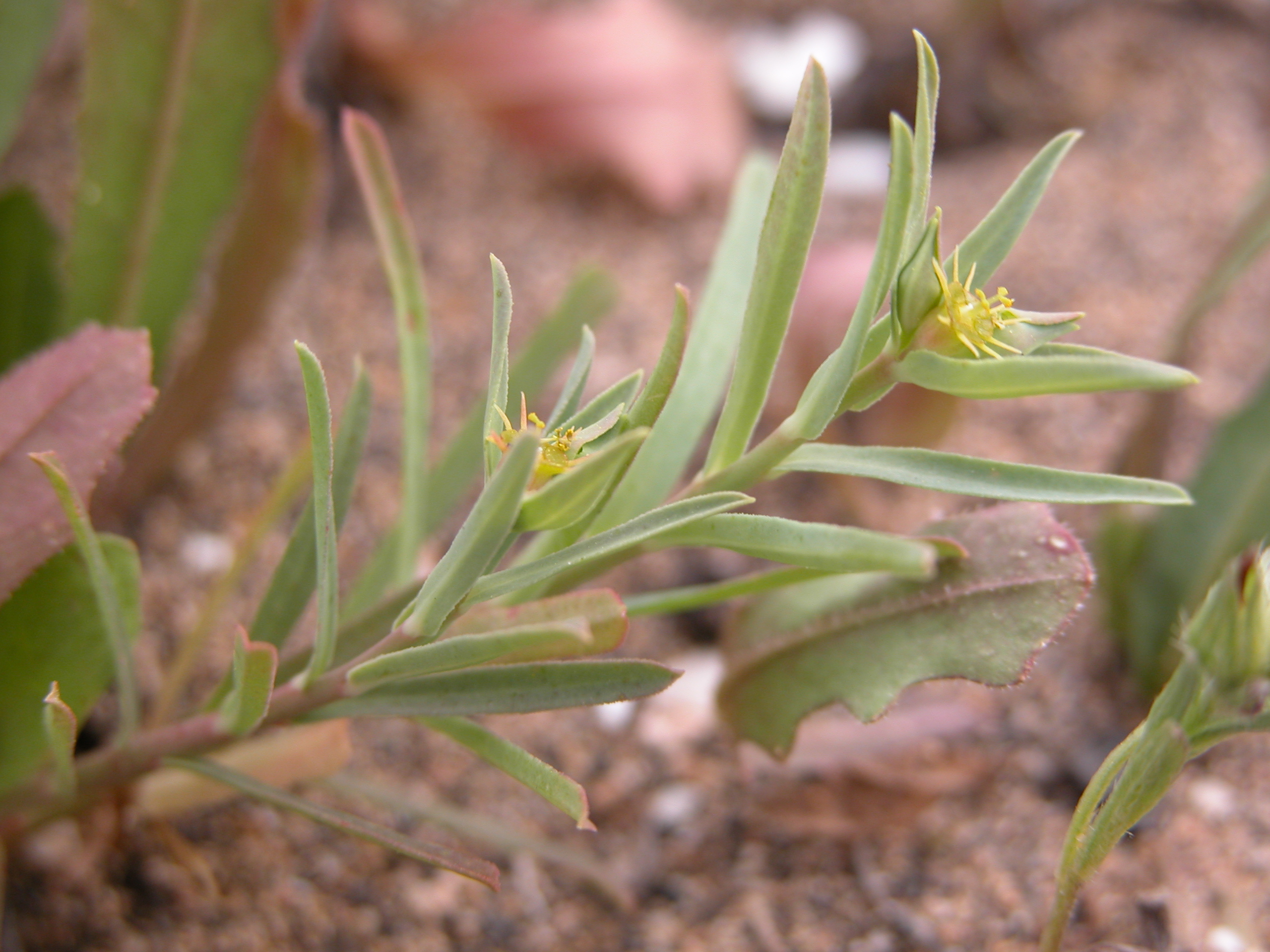 DSCN2800 Euphorbia taurinensis