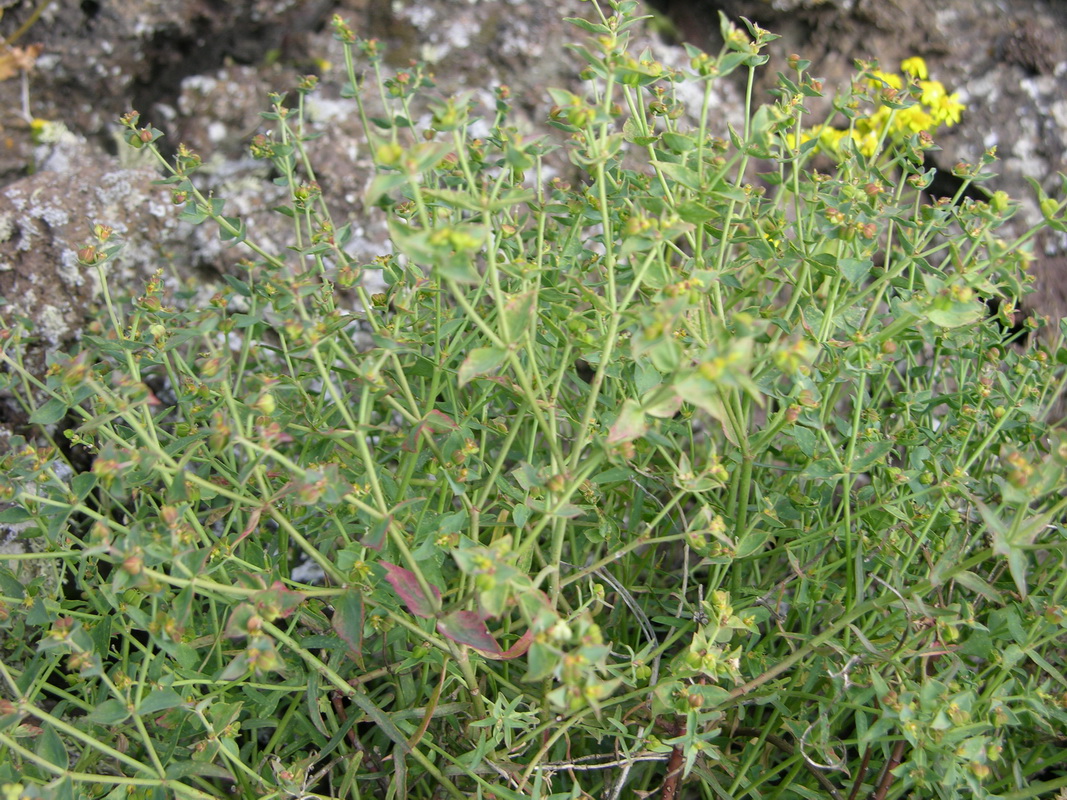 DSCN5116 Euphorbia terracina