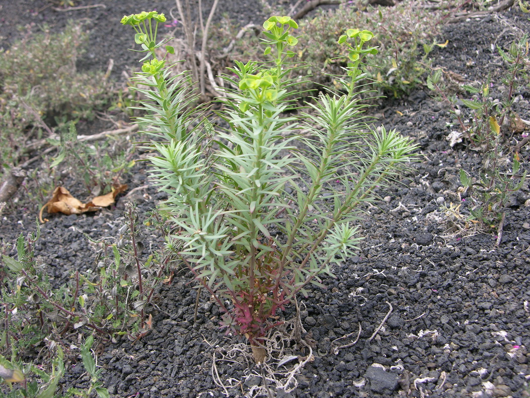 DSCN5597 Euphorbia terracina