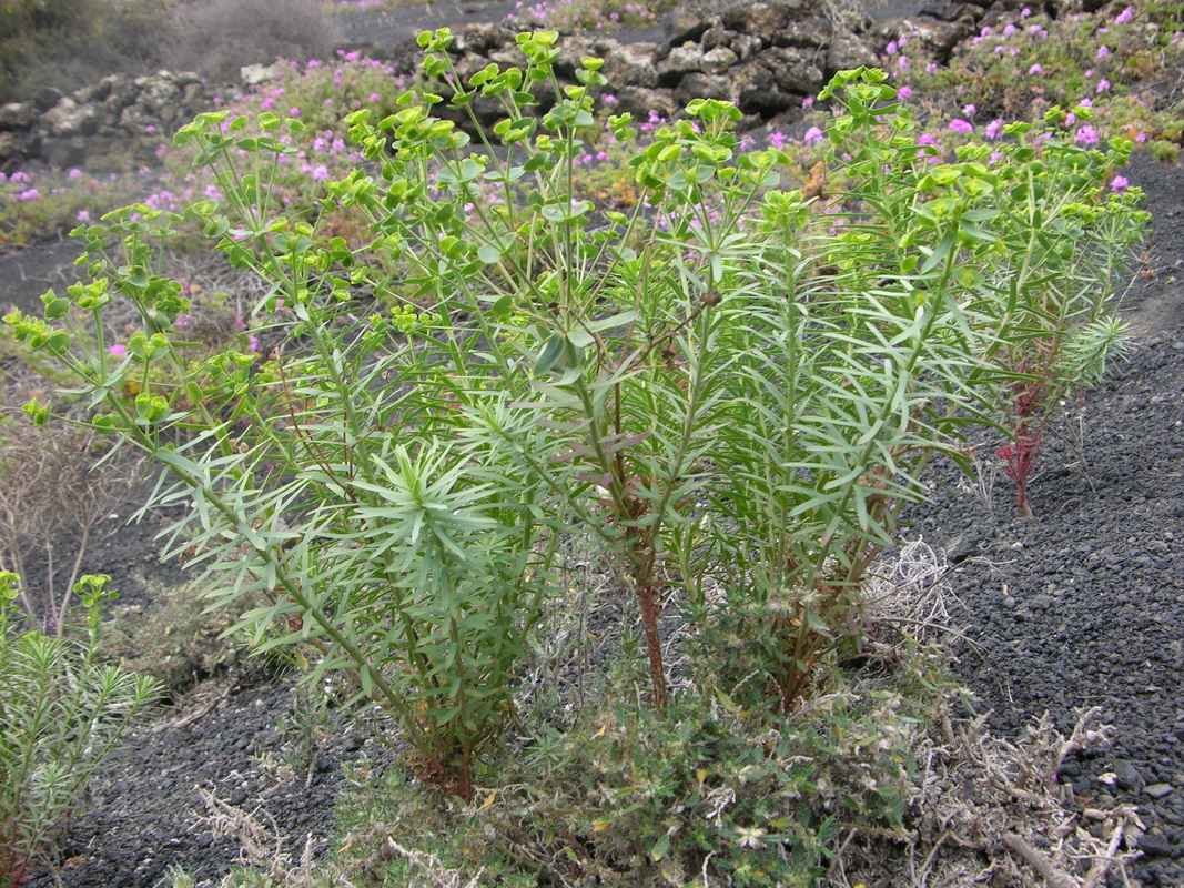 DSCN5598 Euphorbia terracina