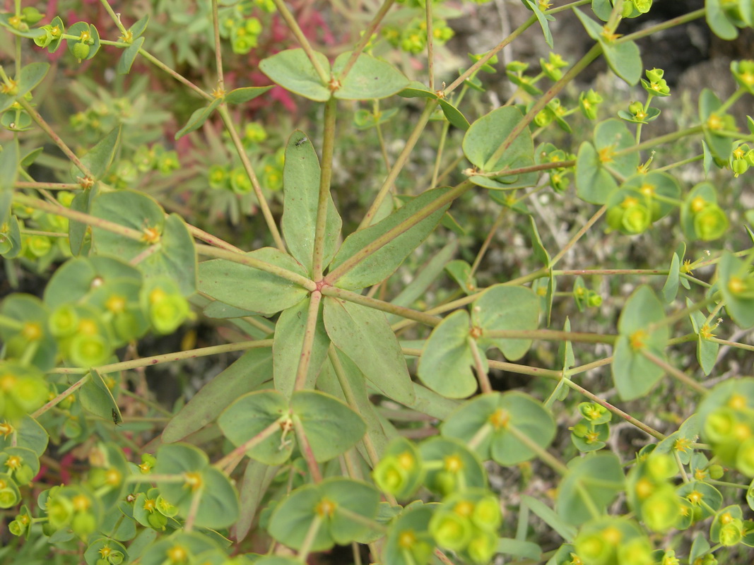 DSCN5605 Euphorbia terracina