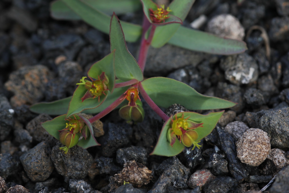 IMG 4611 Euphorbia terracina Lechetrezna del infierno