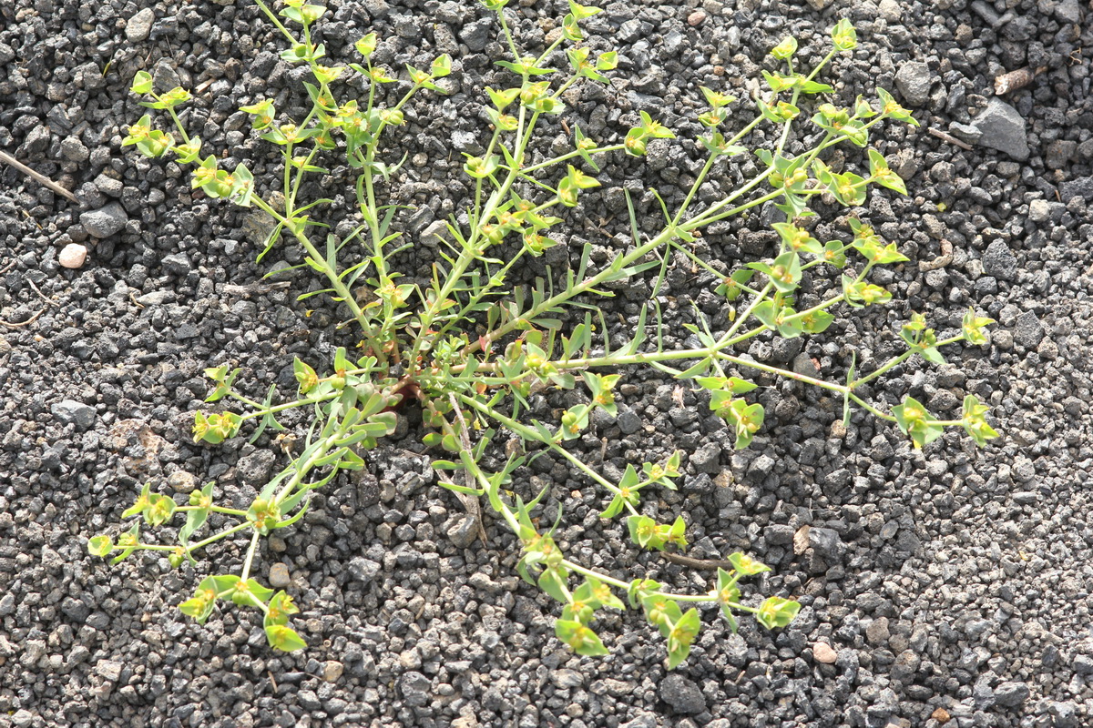 IMG 4622 Euphorbia terracina Lechetrezna del infierno