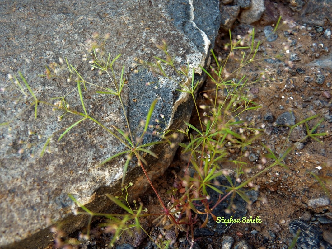 Galium setaceum 1 (Web endemicas) Watermarked