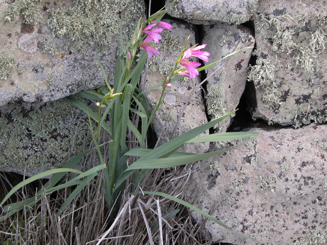 Gladiolus italicus1