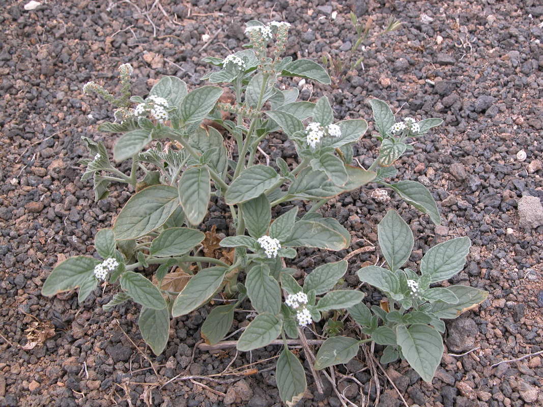 Heliotropium europaeum1