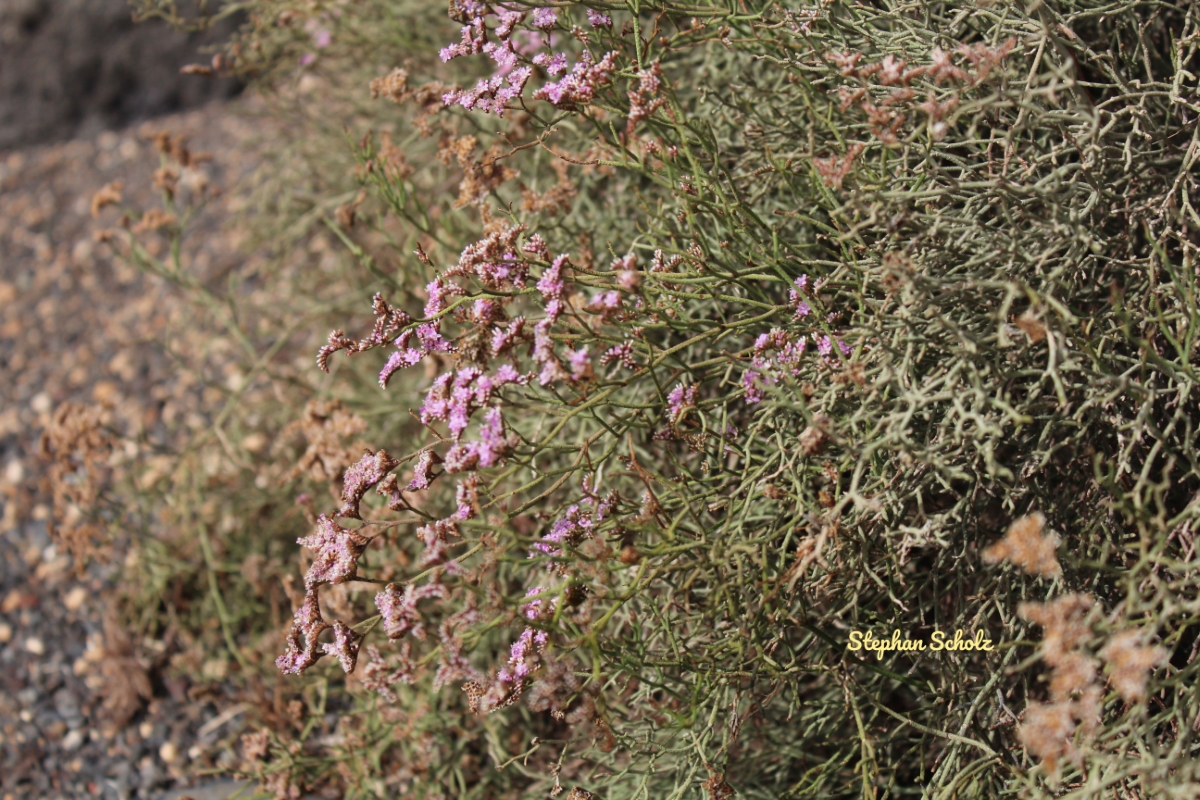 Limonium tuberculatum con flores 1 Watermarked (Web endemicas)